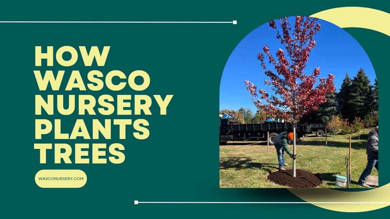 How We Plant Trees (Wasco Nursery)