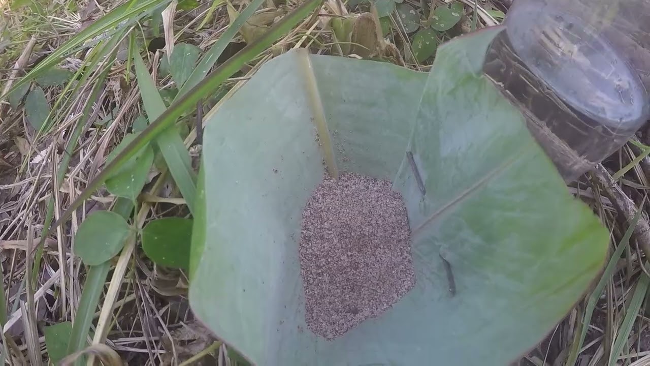 UJI COBA BAMBU PETUK.JIKA KETEMU BAMBU PETUK AMBIL BAWA PULANG..KEBERUNTUNGAN CEPAT DATANG..