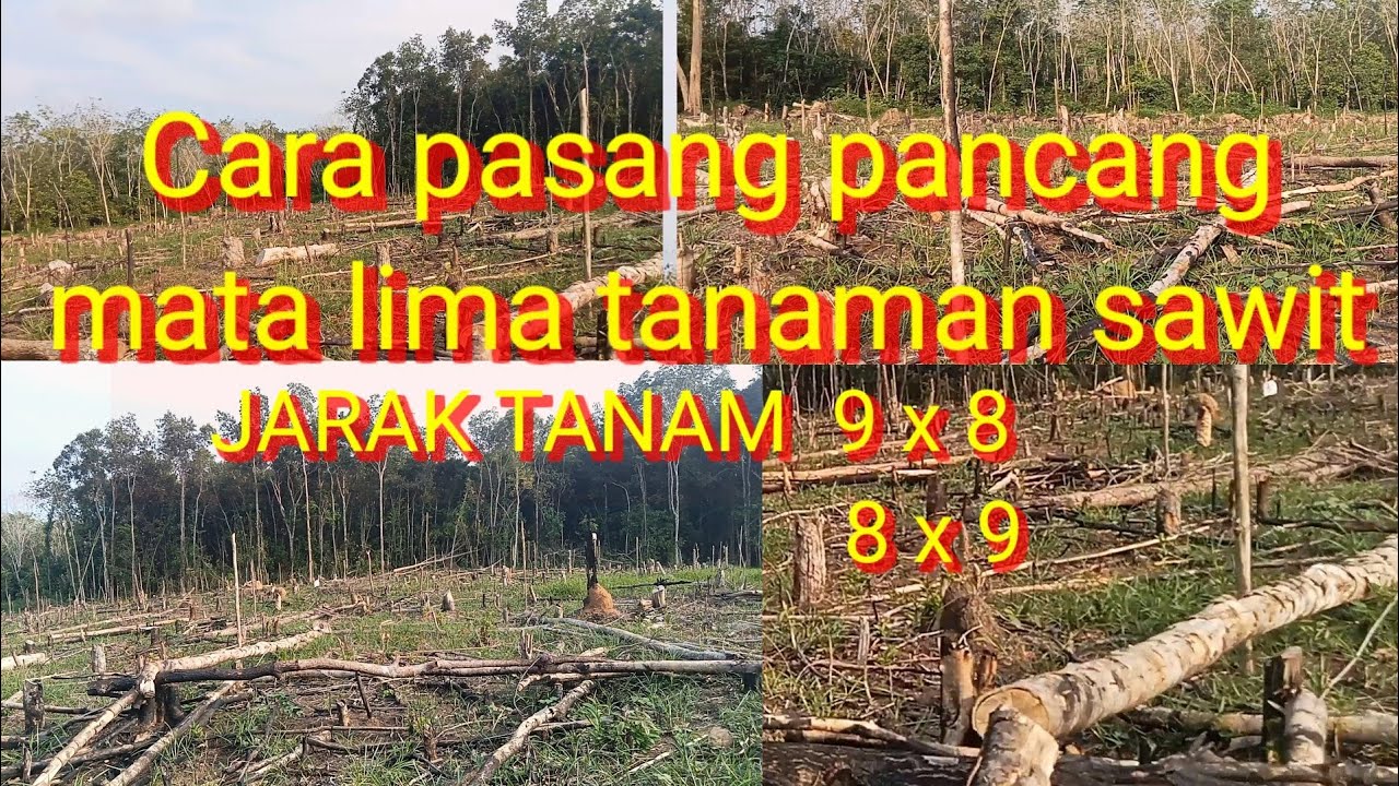 Cara pasang pancang mata lima tanaman sawit 9x8 dan 8x9