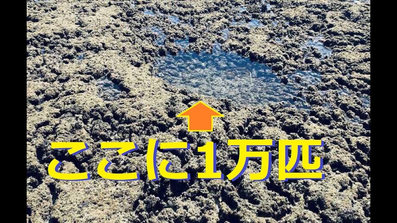 [沖縄]タイドプールに1万匹の熱帯魚（ヤンバル世界自然遺産記念VOL-1）