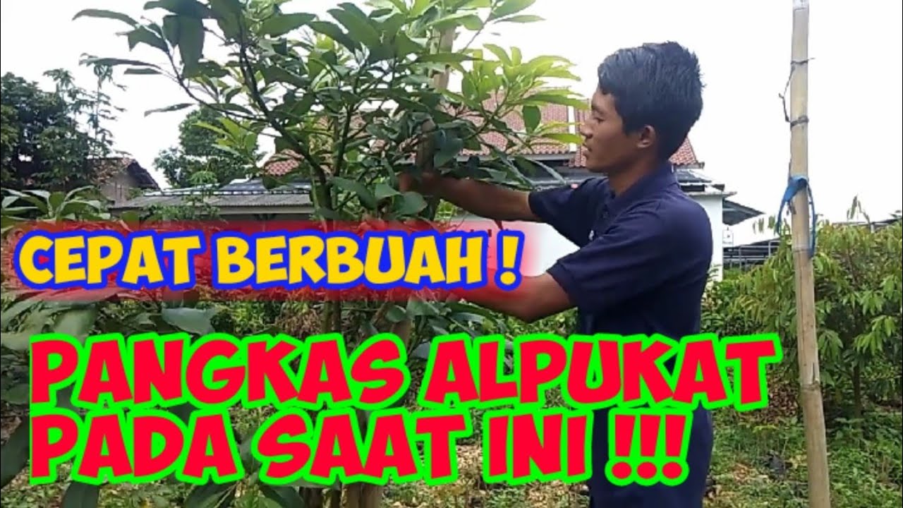 Pemangkasan / Pruning Pohon Alpukat Supaya Cepat Bebuah Dan Tumbuh Secara Maksimal