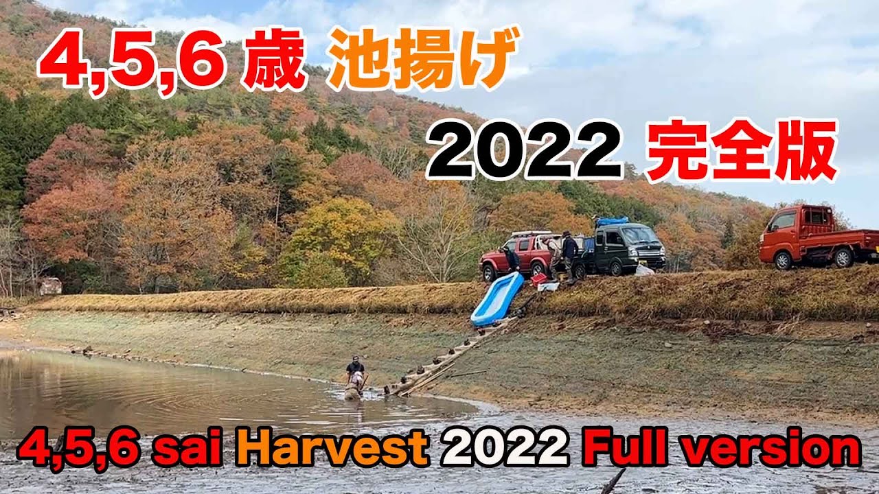 【錦鯉】4,5,6歳の池揚げ 2022 完全版　4,5,6 sai Harvest 2022 Full version【koi】