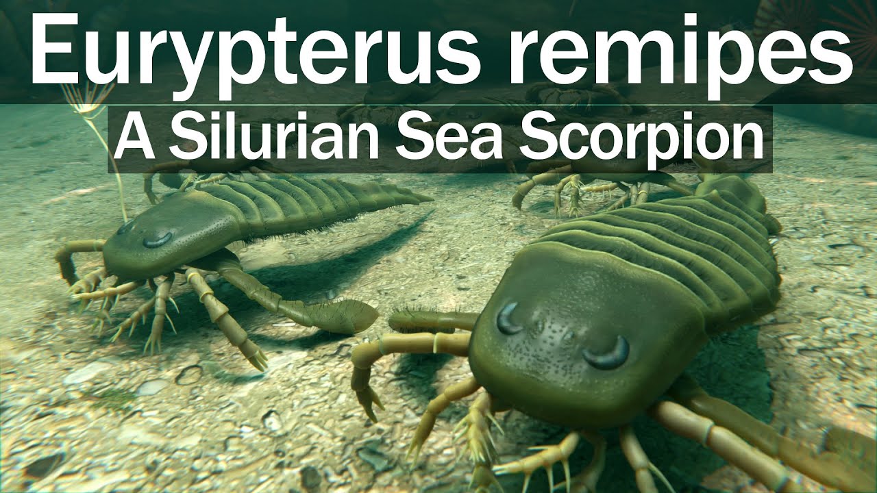 Eurypterus remipes -  A Silurian Sea Scorpion