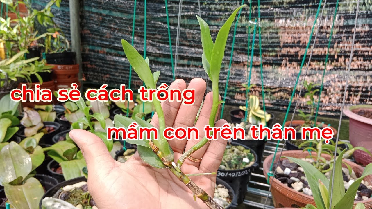 trồng mầm kie dendro mọc trên thân mẹ #hoalandendro#dendro#cachtronghoalandendro#cachchamsochoalan