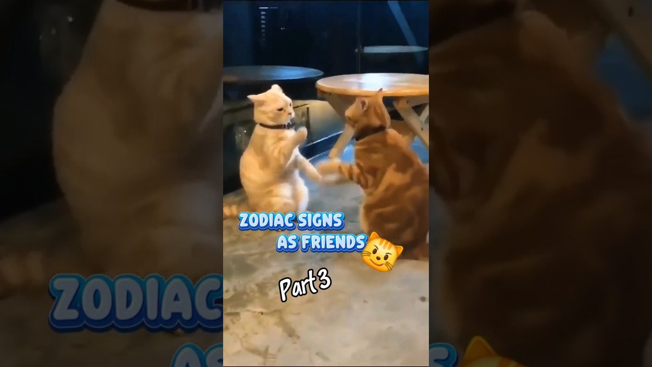 The zodiac signs as cats (part 3) #zodiacsigns #cats #astrology