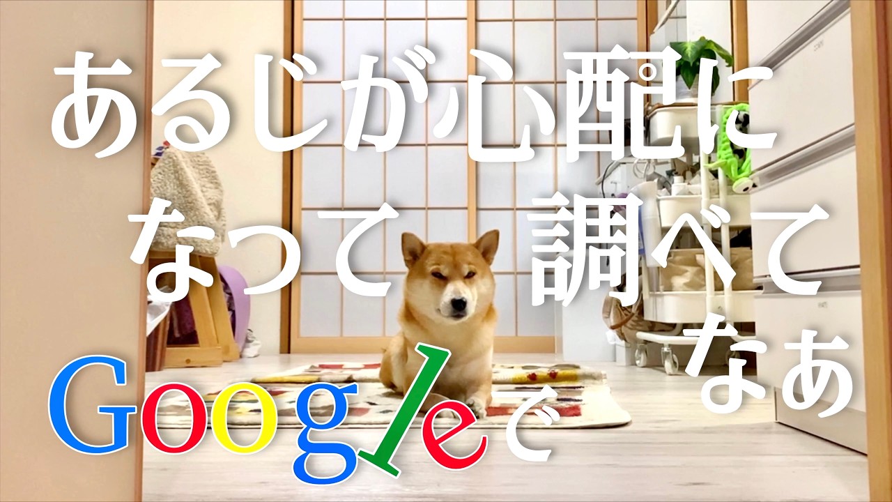 柴犬こむぎと臭鬼が大好きなぬいぐるみを取り合った少し前のお話【あるじのステップ】一気見