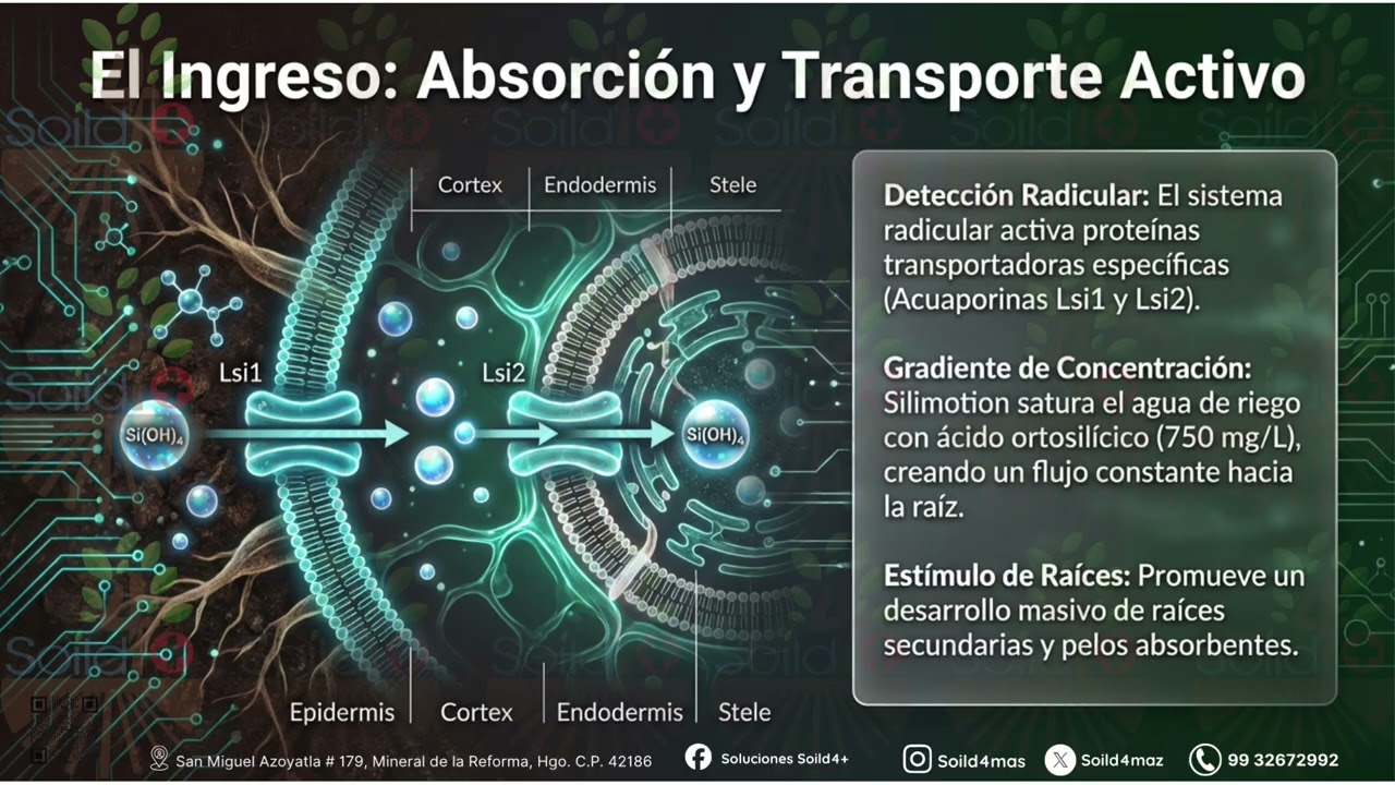 SILIMOTION, El secreto del silicio que la agricultura olvidó | La revolución del Ácido Ortosilícico 