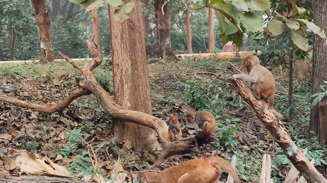 🐒🐒🐒🐒 जंगल सफर मंकी छोटे बच्चों का जंगल सफर मंकी छोटे बच्चो का जंगल सफर 🐒🐒🐒🐒