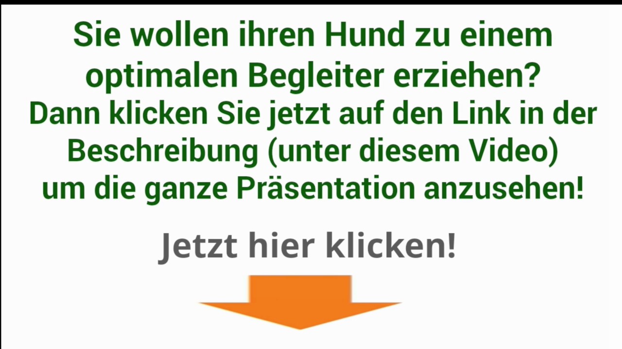 gehorsam hund