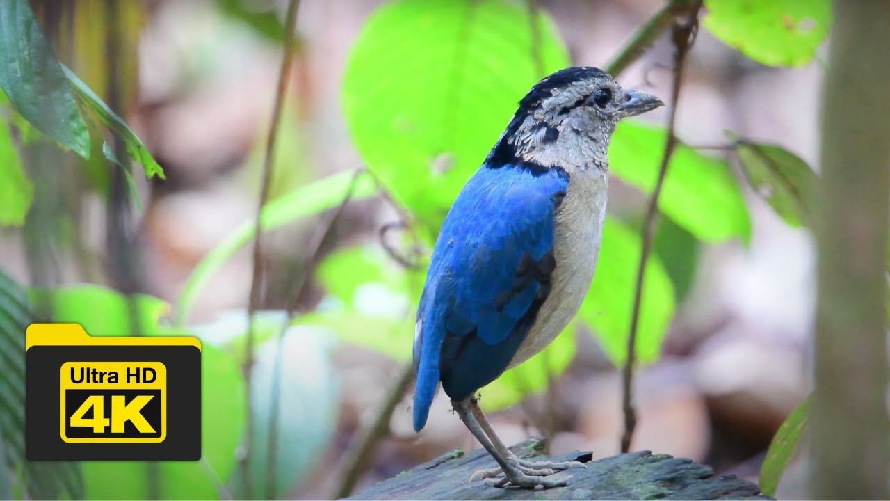 GIANT PITTA | BIRDS OF BORNEO | YCLEE PHOTOGRAPHY