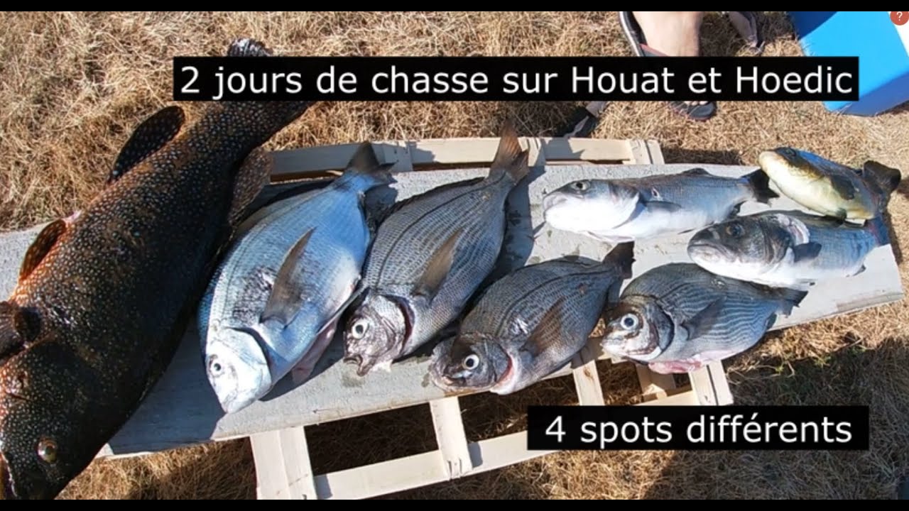 2 jours au paradis: chasses sous marine sur Houat - Hoedic Ep 1/2 (Bar- Dorade- sar- vieille- mulet)