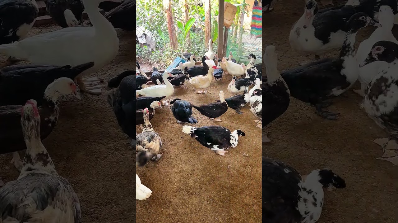 Daily morning feeding routine at the Muscovy duck farm