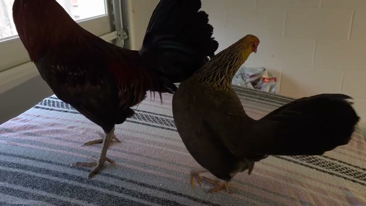 Gamefowl pairing 
