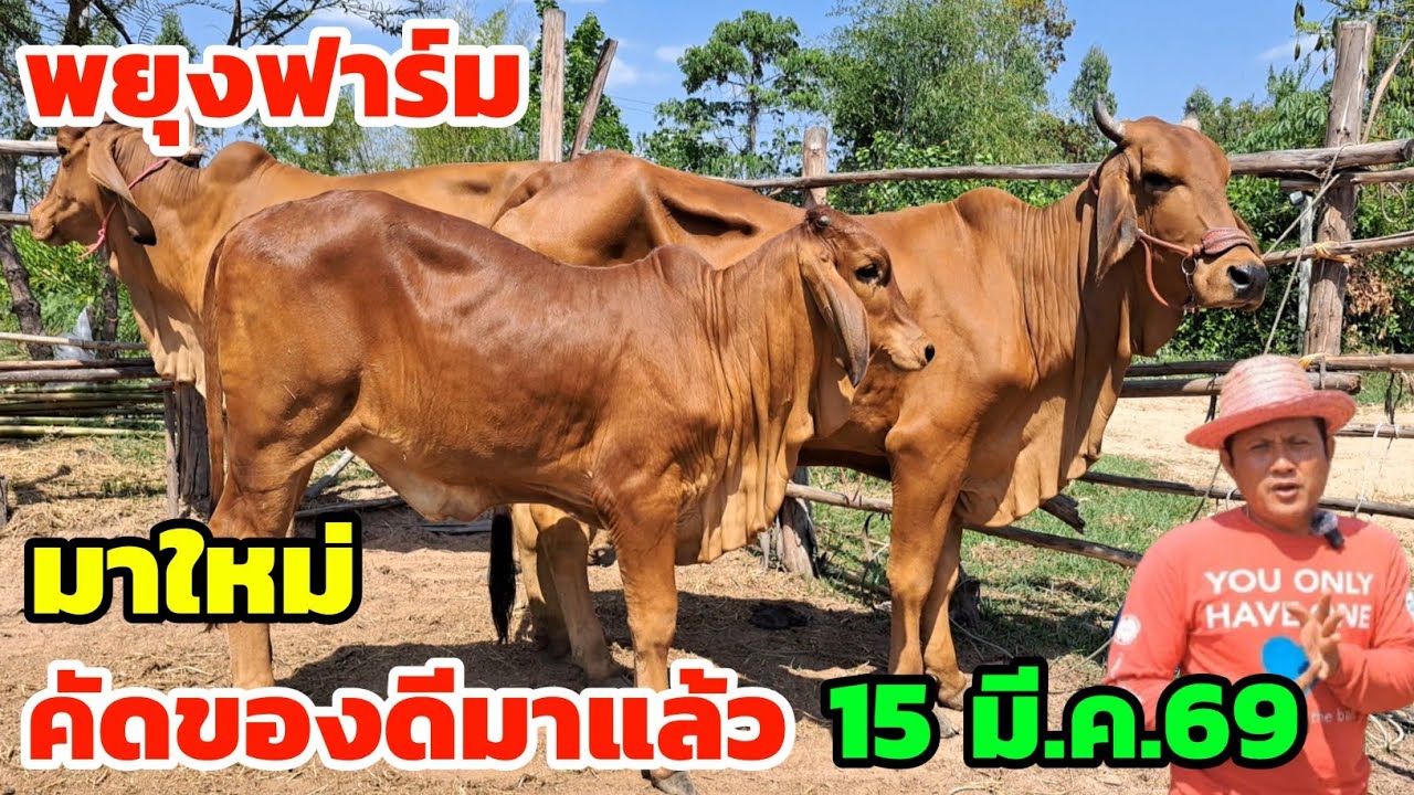 มาแล้วครับ‼️15 มี.ค.69 พยุงฟาร์ม ของดี คัดมาใหม่ ราคาเบาๆ เพื่อเกษตรกร ใครกำลังหาแบบนี้ รีบชมเลย