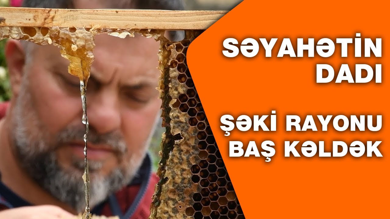 Təmiz balı necə seçmək olar @Mubariz Valiyev Şəki Səyahətin Dadı Lezzet ovçusu