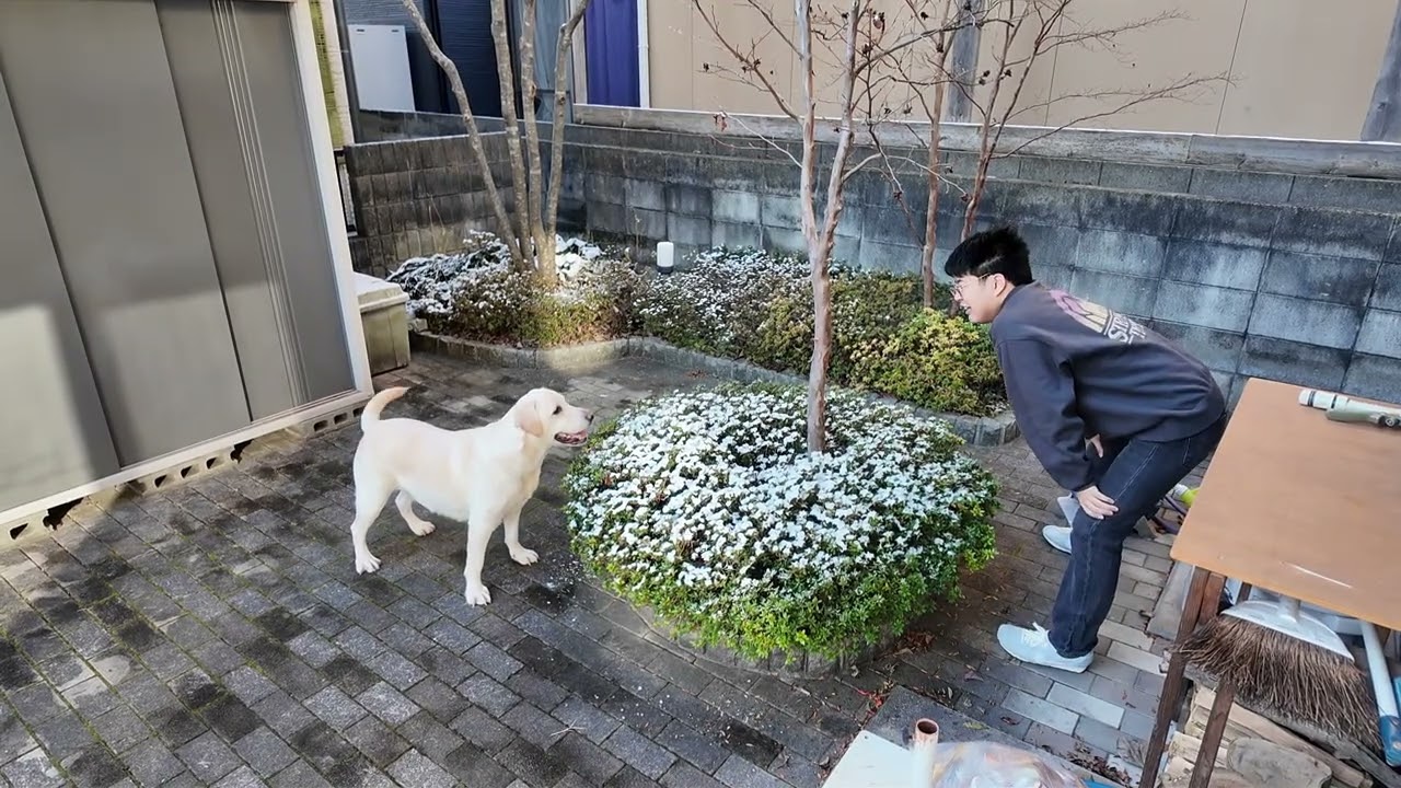 雪やこんこ～♪…犬は喜び庭かけまわり～♪…長男と遊ぶラブラドールレトリーバー