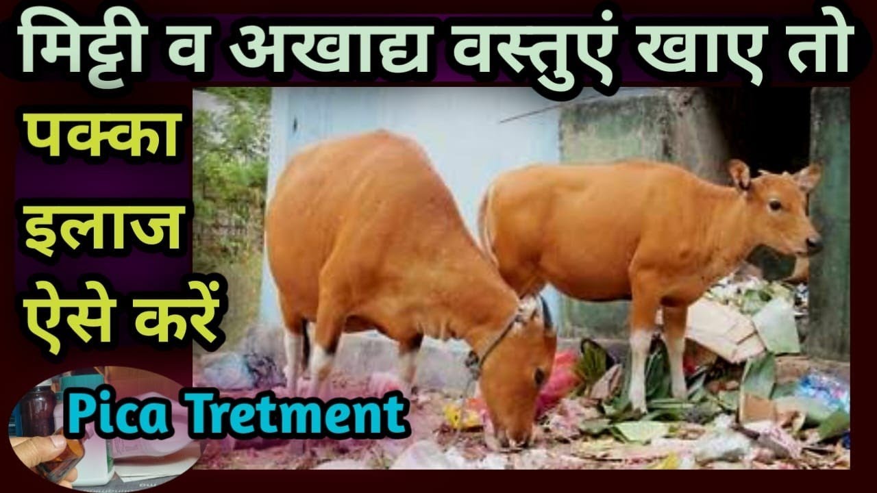 Pica Treatment in Animals||पशु जब मिट्टी व अखाद्य वस्तुएं खाए तो पक्का इलाज 👉