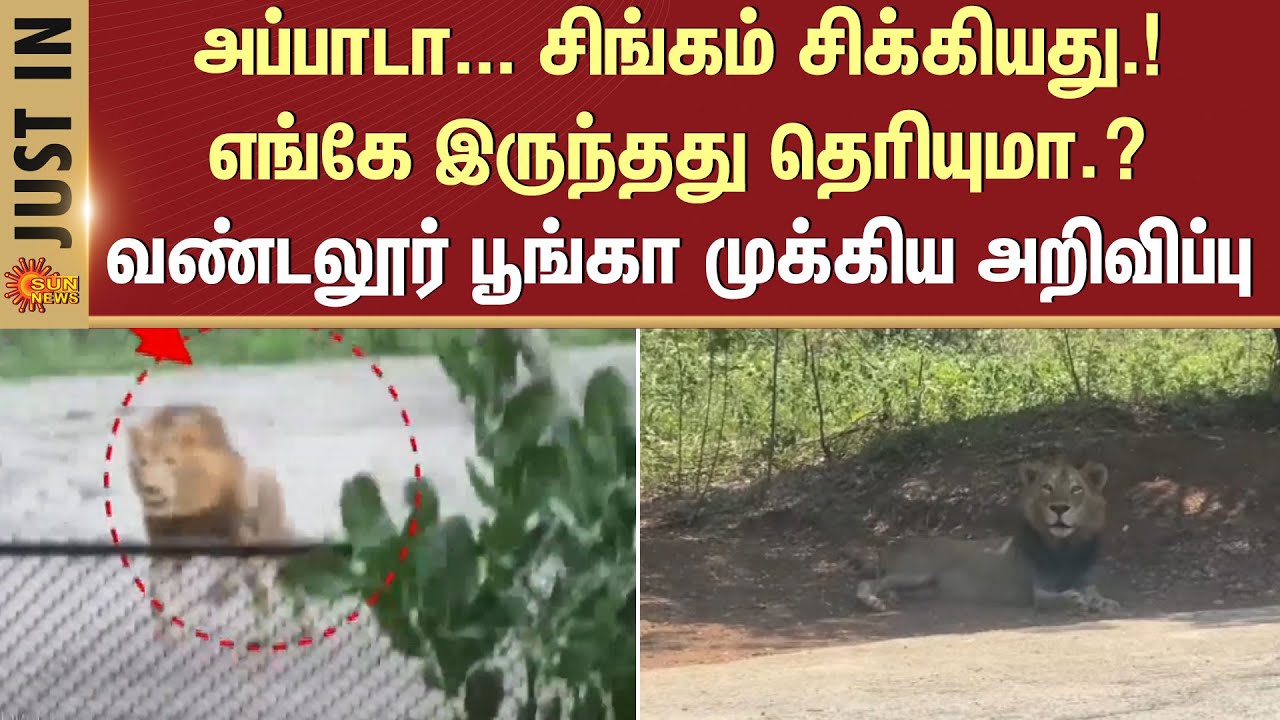 Lion missing from Vandalur Zoo? | People in panic | Explanation given by the park Administration