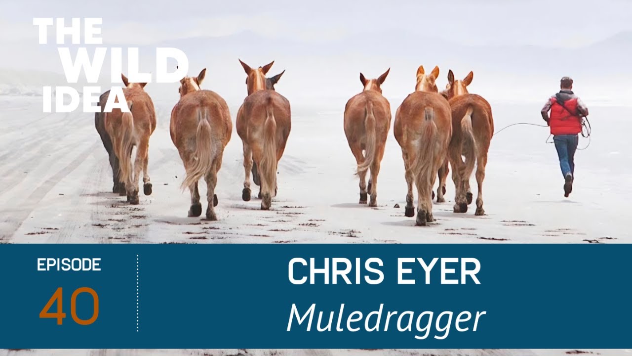 Life With Mules in the Montana Wilderness | Chris Eyer (Muledragger)