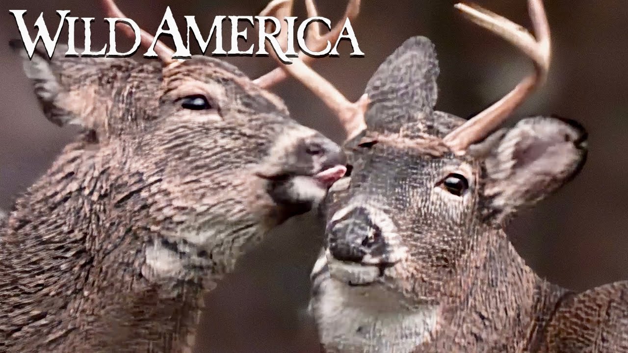 Wild America | S3 E8 Pennsylvania Whitetail | Full Episode HD