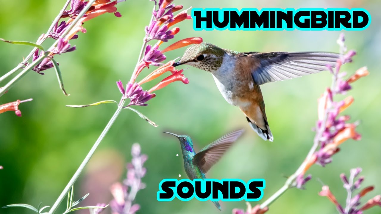 Hummingbird sounds | Ruby throated Hummingbird Sounds with  Waves on a Lake | Bird Sounds