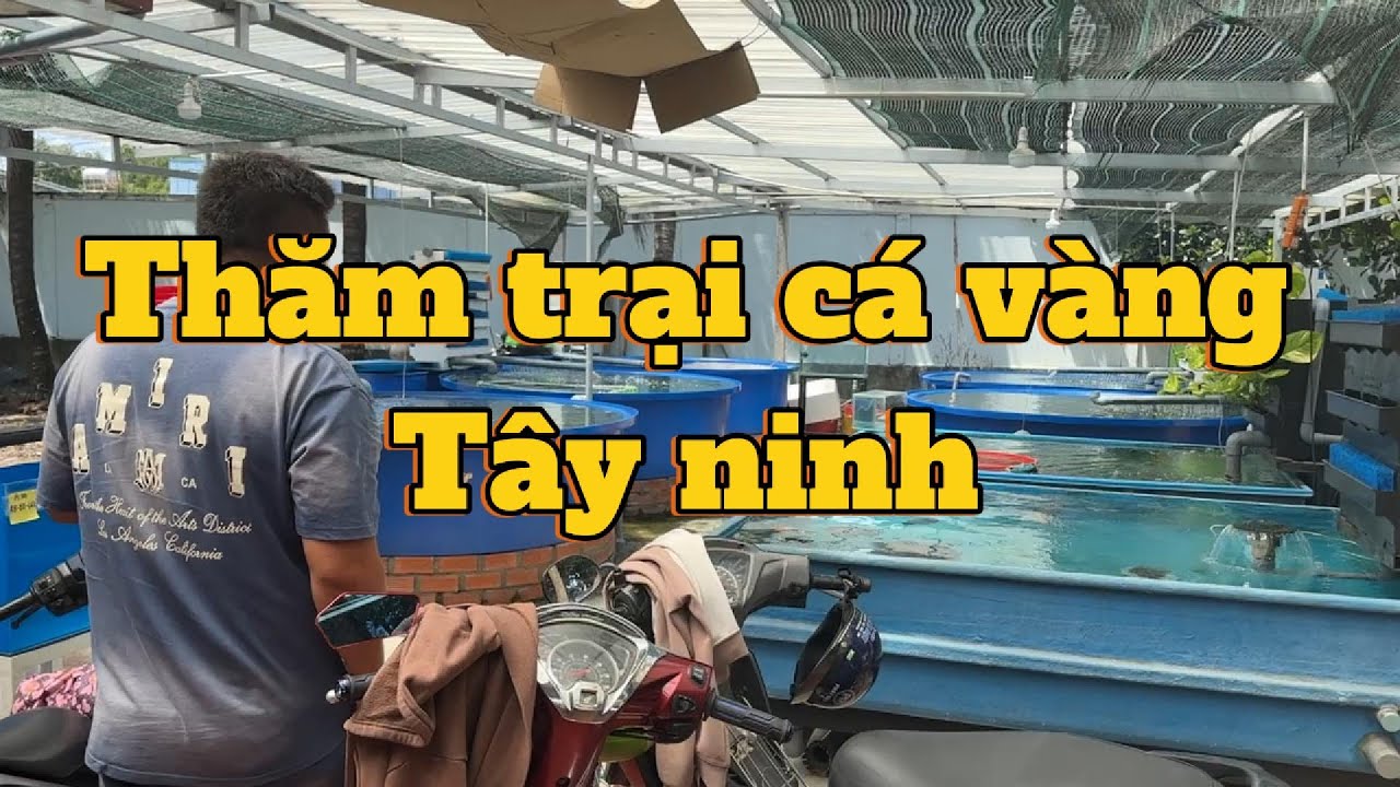 Thăm trại cá vàng Tây Ninh - Phúc Tủm - Ranchu cực đỉnh