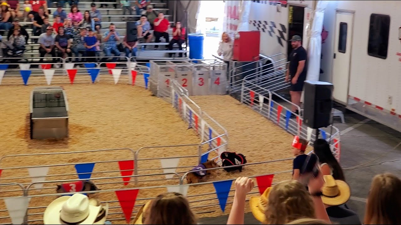 Pig Races & Stunt Dogs: Houston Livestock Show & Rodeo Part 1