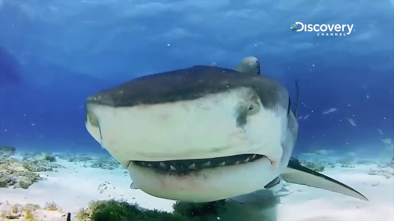 Sharks Vs Dolphins Face Off ft. Mike Heithaus | SHARK WEEK 2016