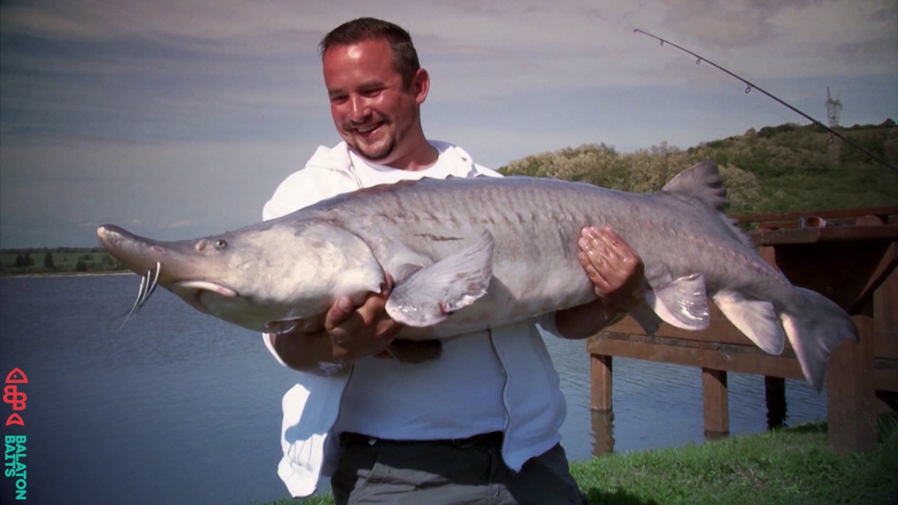 Az ország legnagyobb Beluga-tokhala megízlelte a Balaton Baits csalit.