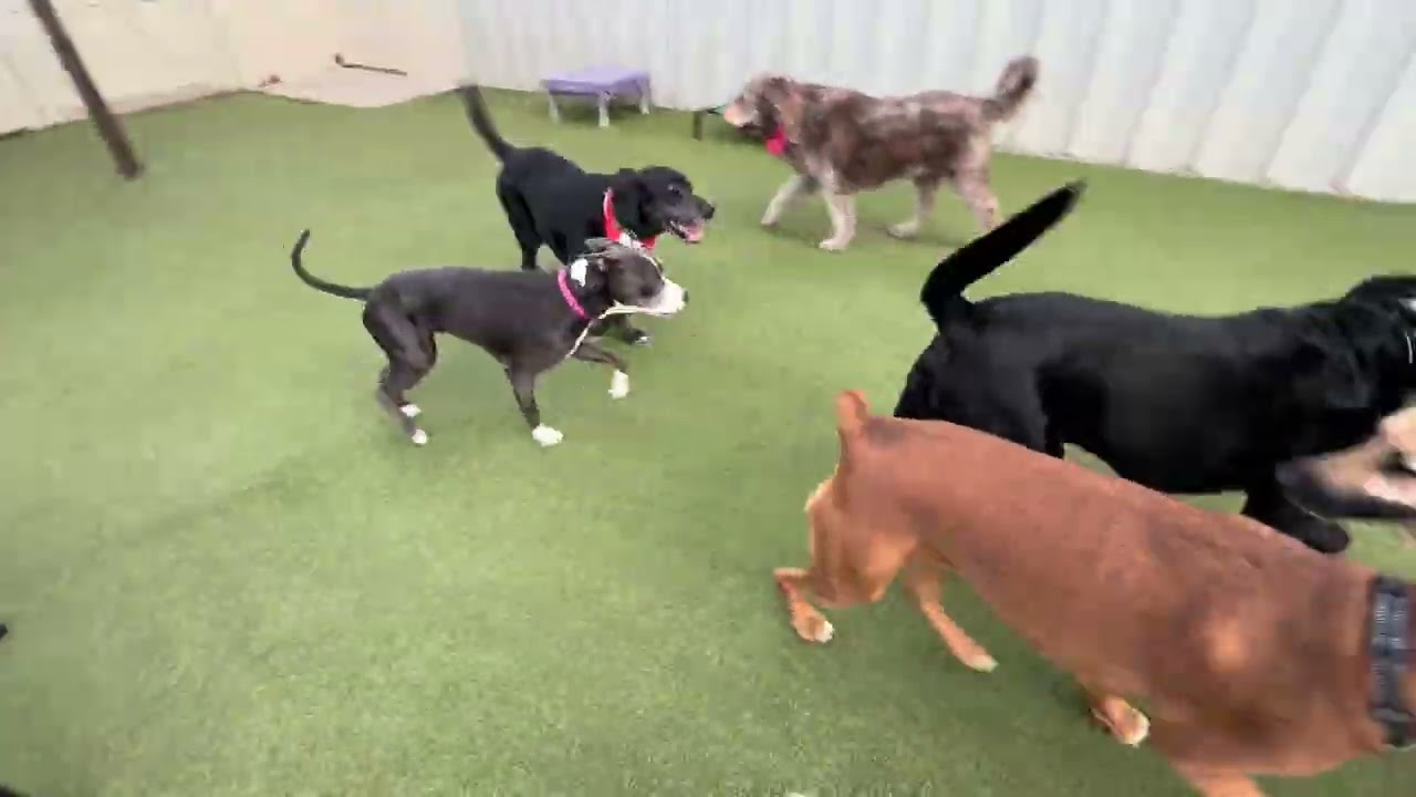 Greensburg Friday Daycare 3/13/25