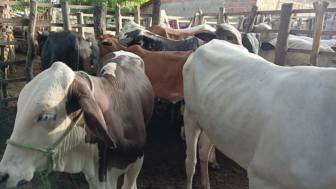 Feira de gado de cariatá itabaiana PB 01/02/26