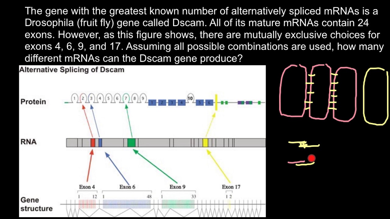 DSCAM Gene Properties and Function