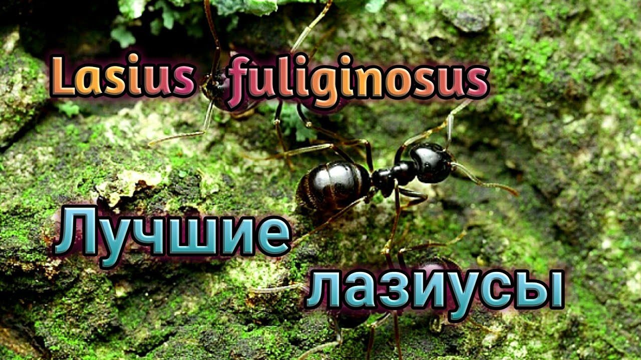 Lasius fuliginosus. Пахучий муравей древоточец. Жизнь в природе и содержание дома. Энциклопедия