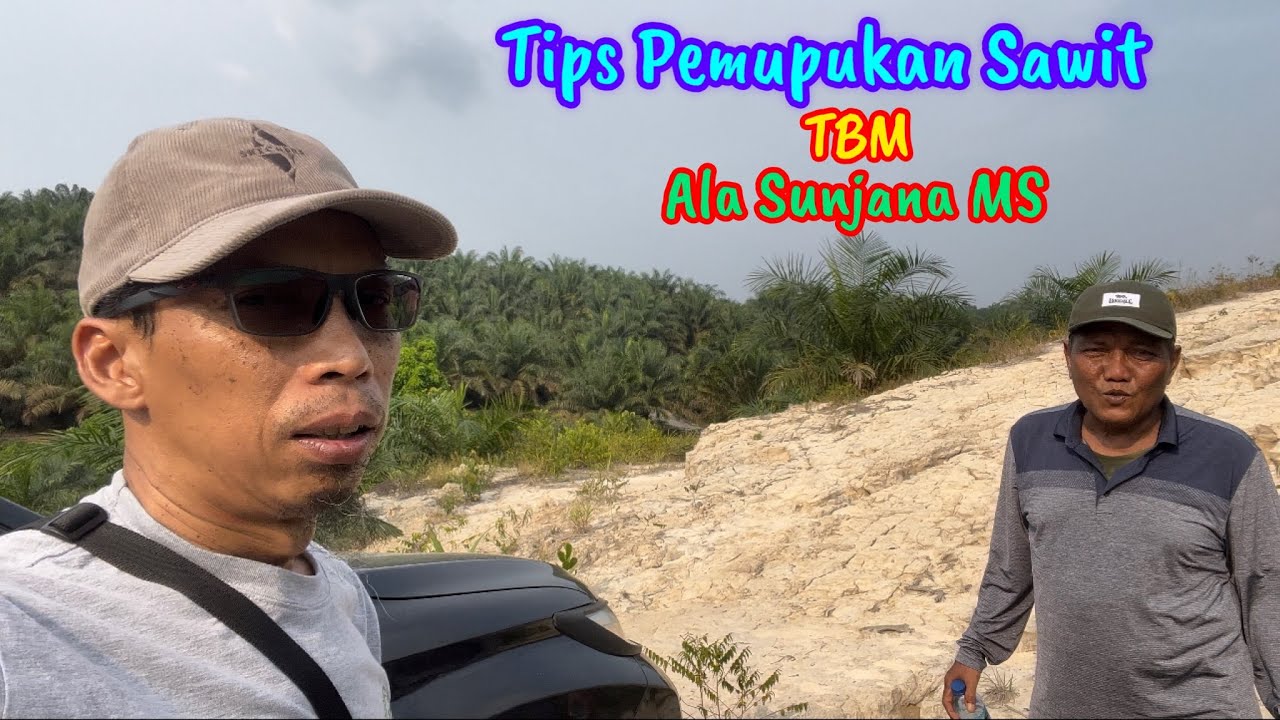 Tips Pemupukan Sawit Tanaman Belum Menghasilkan (TBM) Ala Sunjana MS || Bersama Bang Ramlan