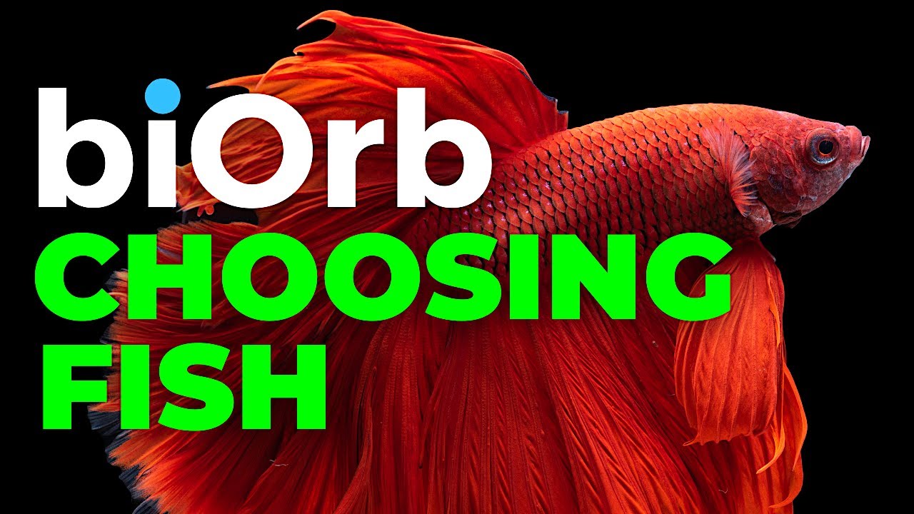biOrb Aquarium  |  Best fish for a biOrb  |  How many?
