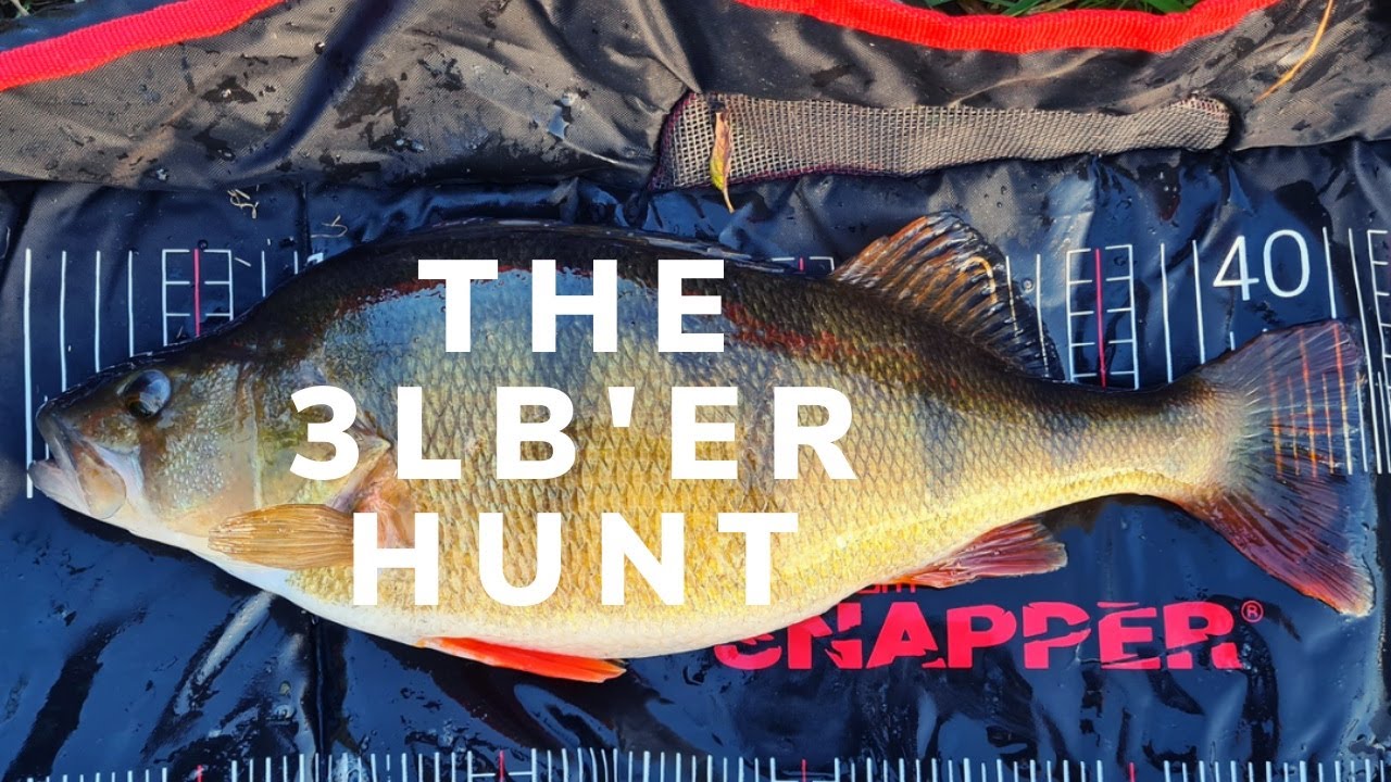 Hunting For That First 3lb Perch