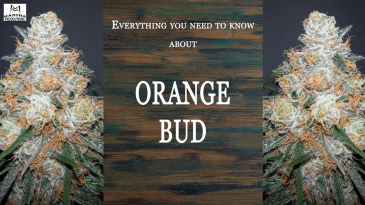 Orange Bud | Best Buds Strain Spotlight
