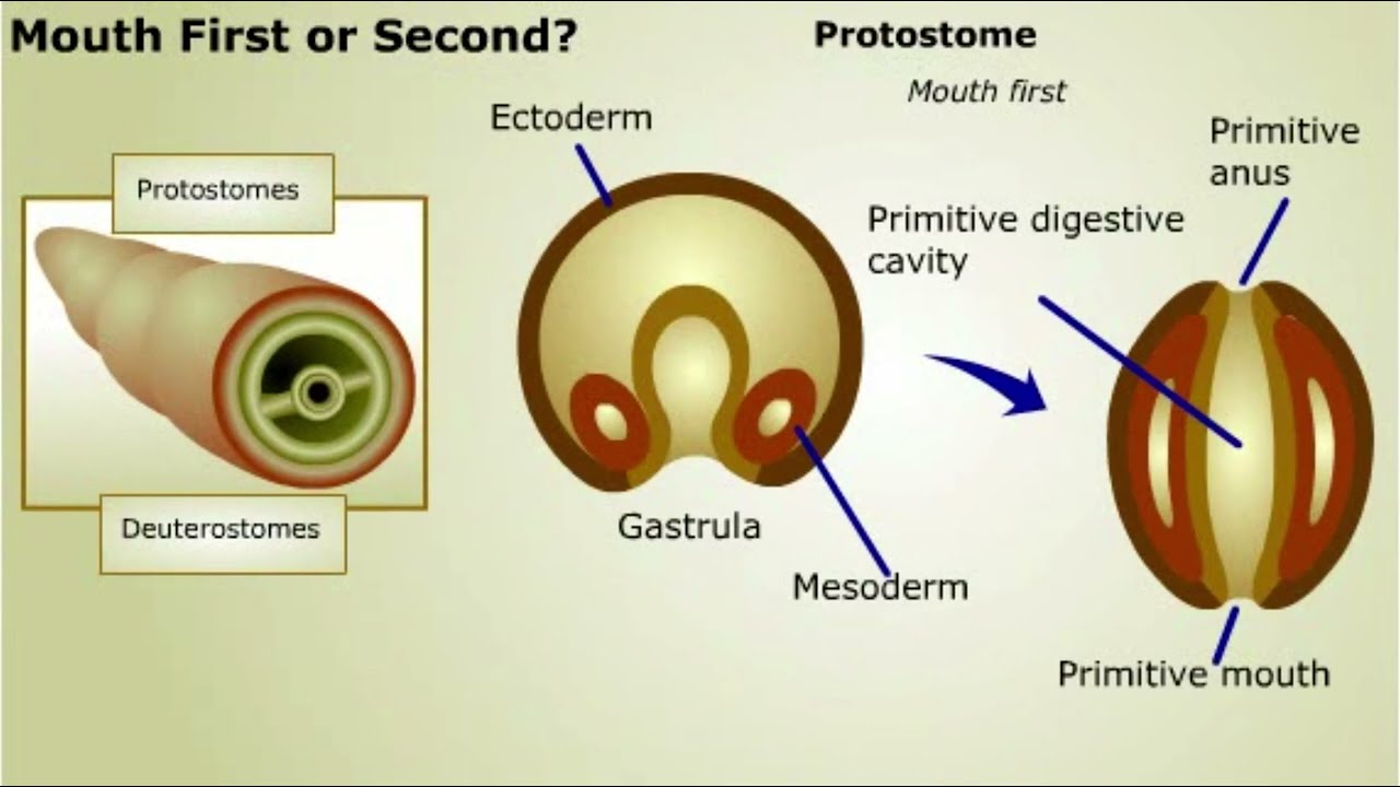 Protostomes and Deuterostomes || Kingdom Animalia