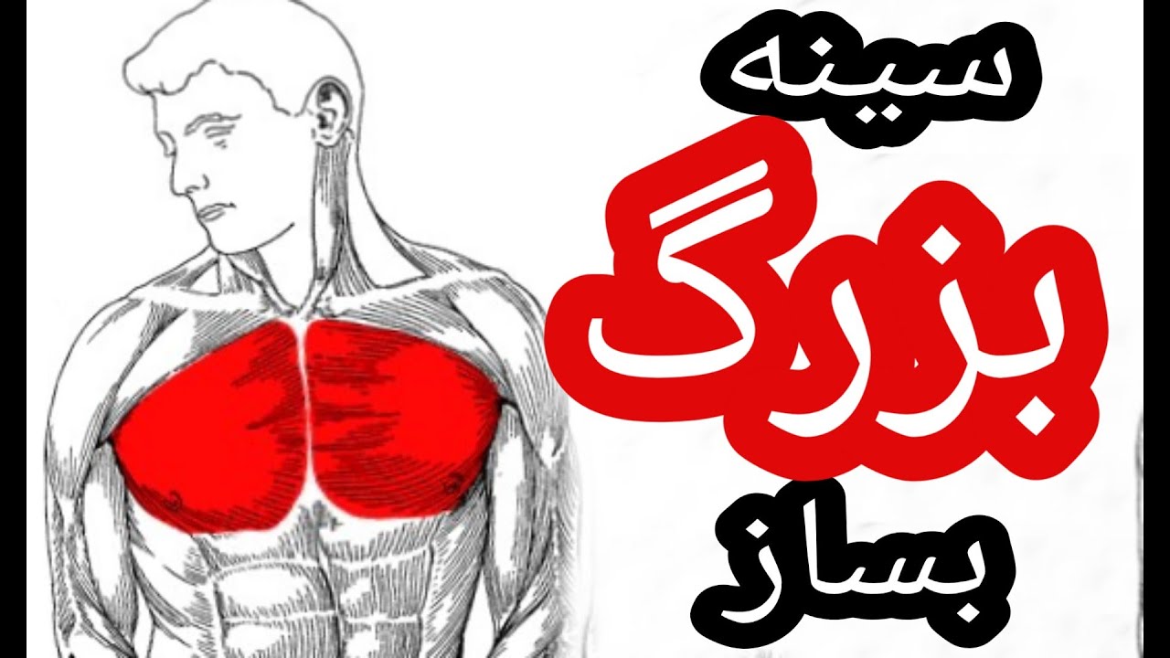 آشنایی با عضلات سینه و نحوه درست انجام دادن حرکات