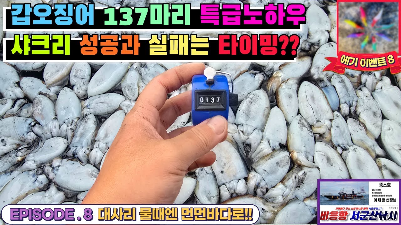 [4K] 갑오징어낚시 137마리 특급노하우!! 샤크리 성공과 실패는 타이밍의 차이??