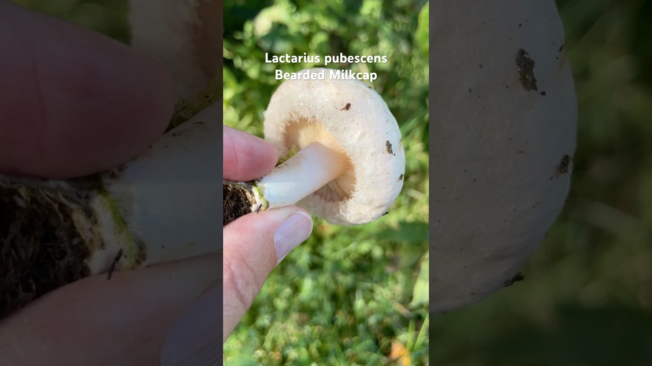 #lactarius #lactariuspubescens #milkcap #inedible #forest #foraginguk #mushroom #wildmushrooms