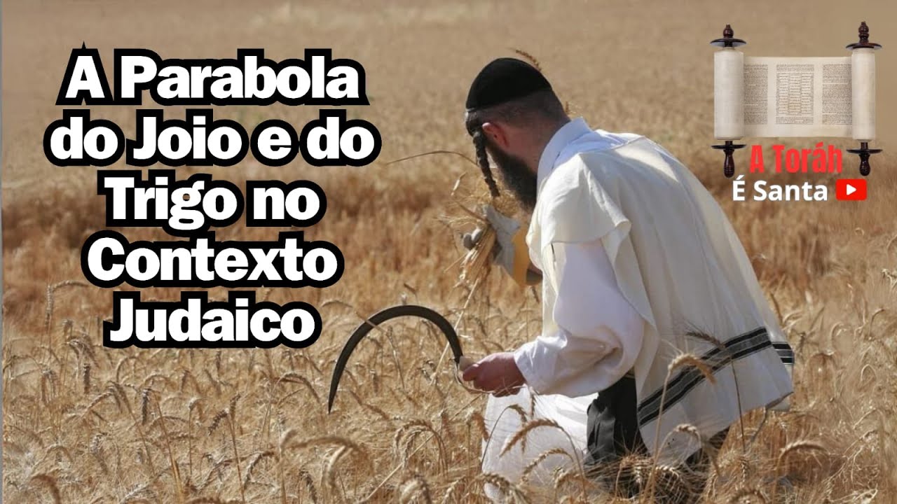 A Parabola do Joio e do Trigo no Contexto Judaico - 🌾🌾🌾קציר החיטה