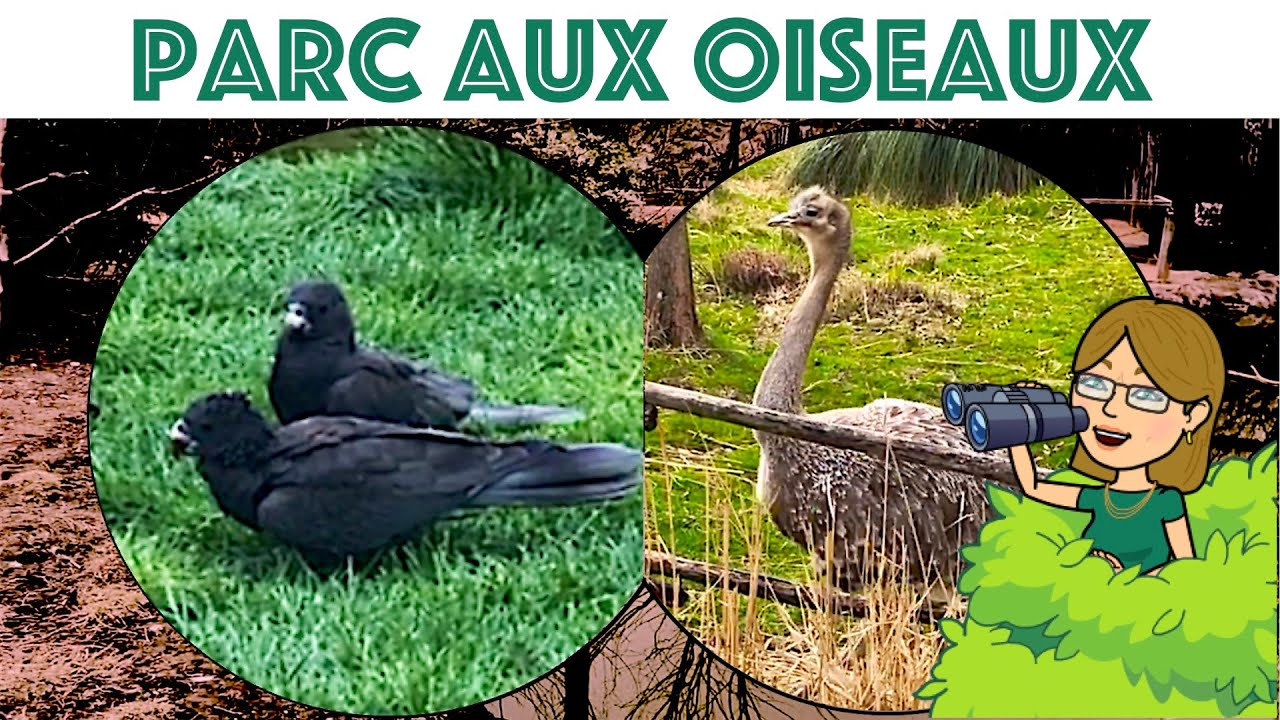 Le Parc Aux Oiseaux, Découverte en plein milieu de l'Ain