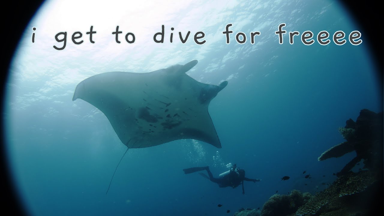 what I do as a marine megafauna research assistant🦈