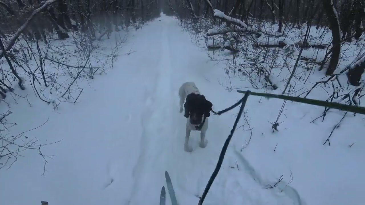 Skijöring - Eazy - 26.01.09 