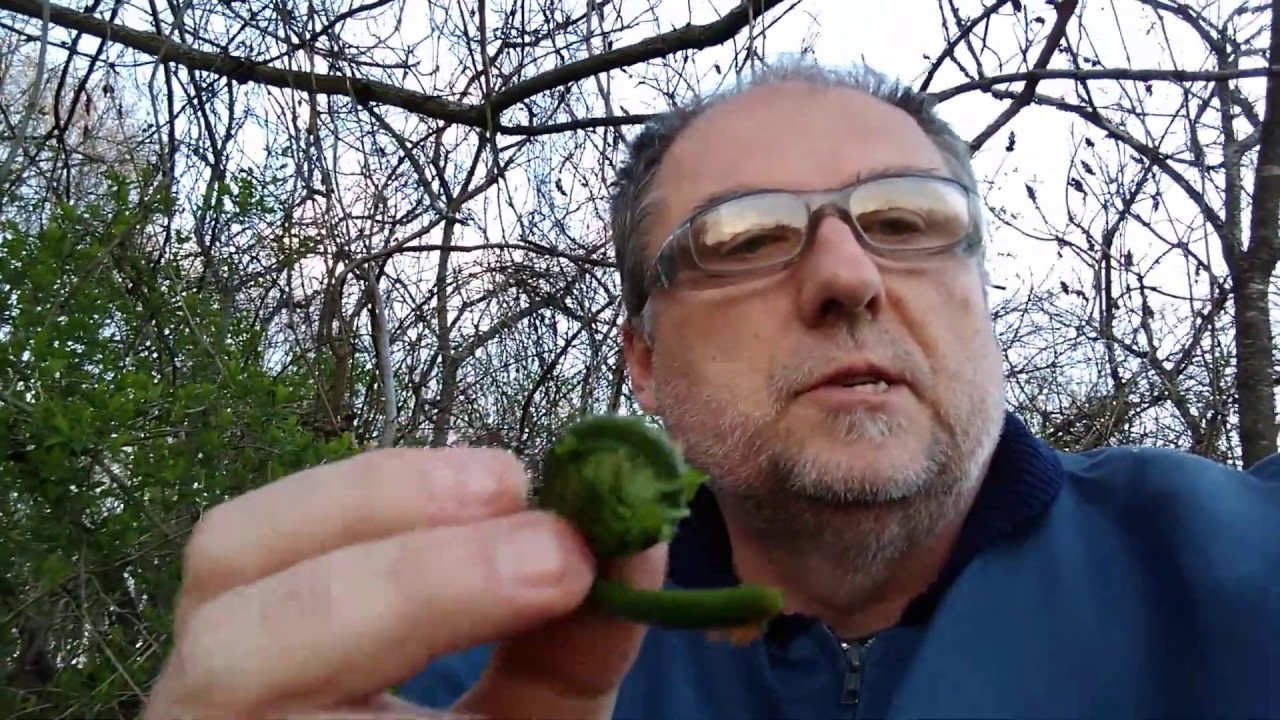 Fiddlehead Ostrich Fern Plant Identification