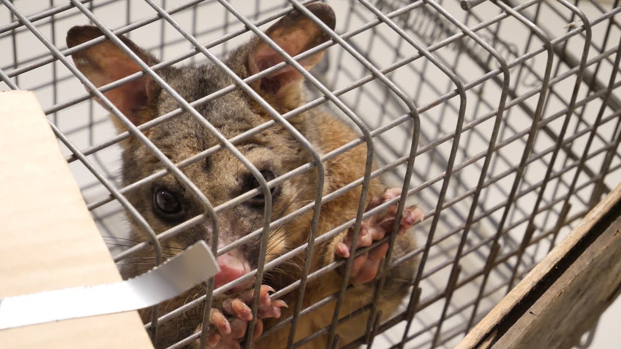 3 Days 2 Night Trapped in my Roof - Possum Rescue Australia