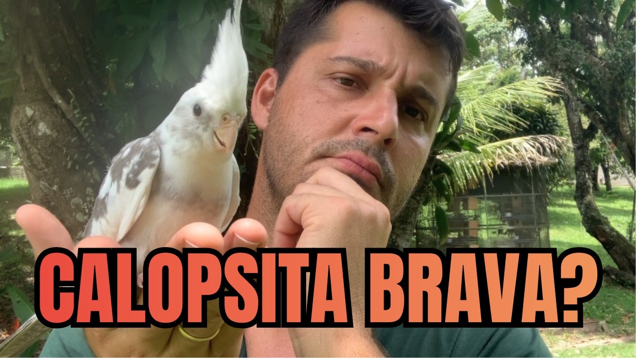COMO AMANSAR CALOPSITA BRAVA (3 PASSOS SIMPLES)