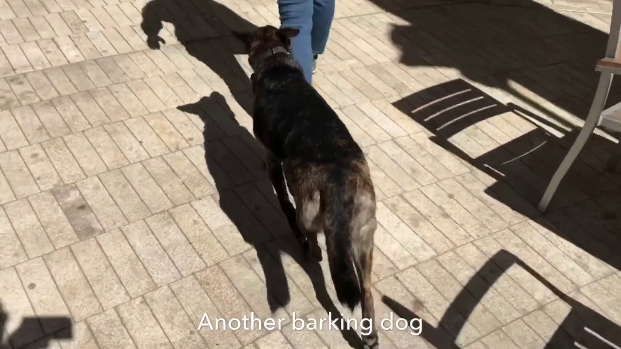 Off Leash Dog Training Salt Lake City, Utah
