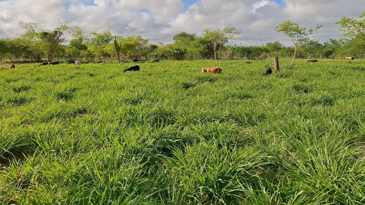CAPIM MASSAI APÓS PERÍODO SECO 15 DIAS DE REBROTA +  CRIAÇÃO DE OVELHAS!!